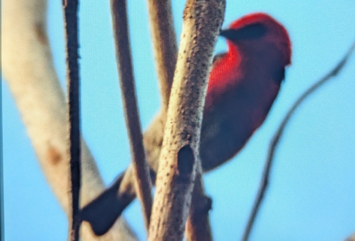 クレナイミツスイ - ML644201294