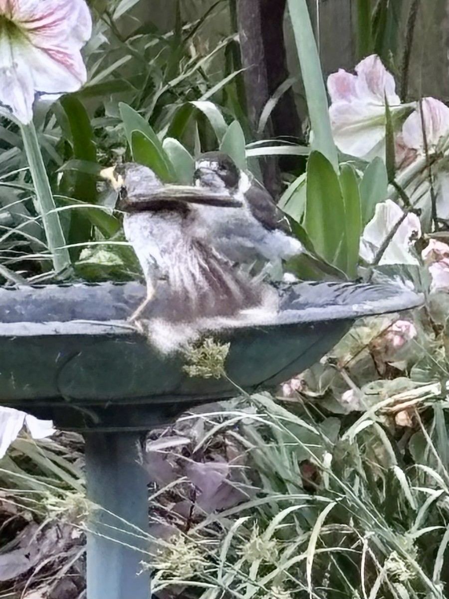 Gray Butcherbird - ML644201296