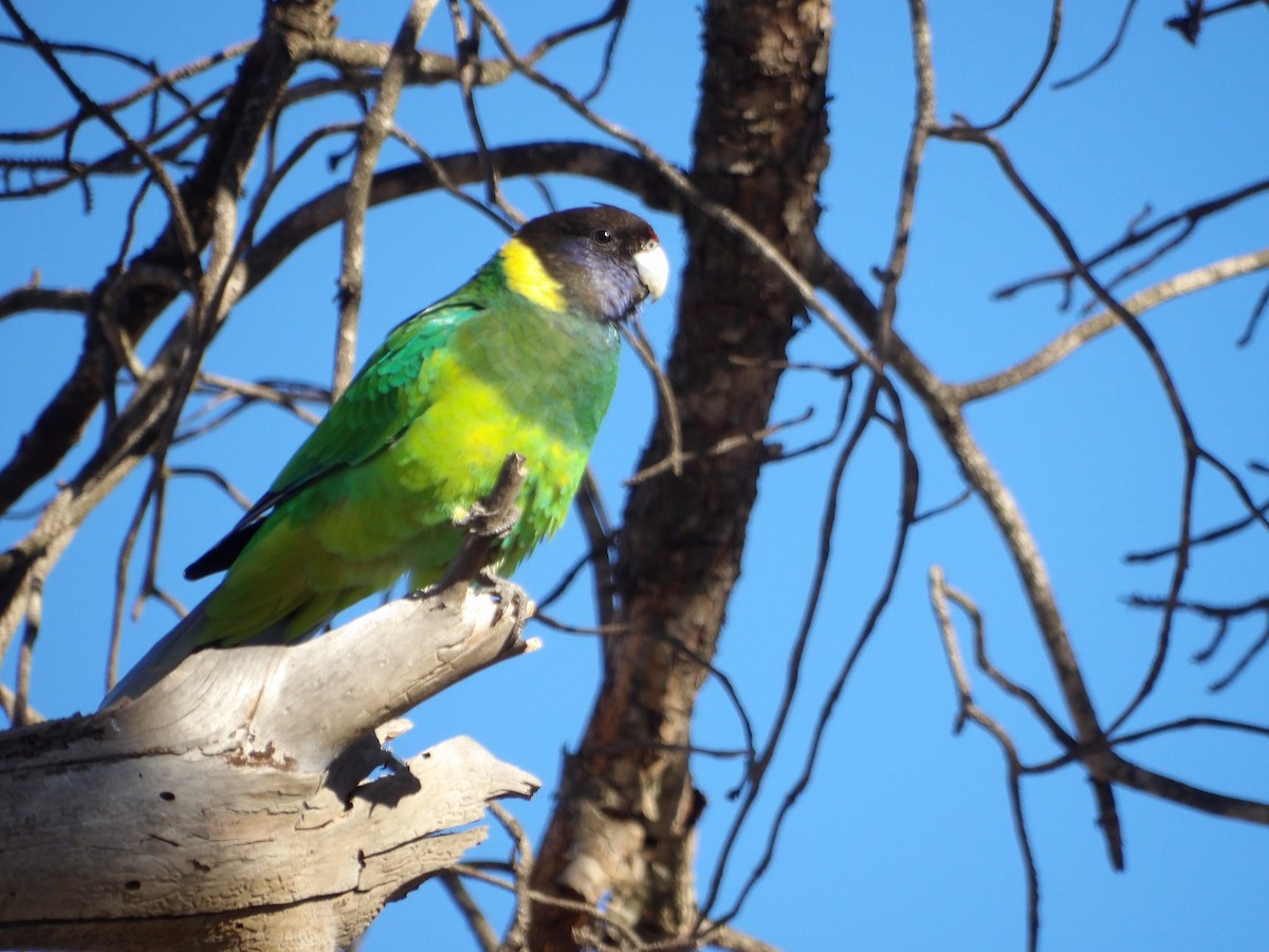 svarthodeparakitt (semitorquatus) - ML644201309