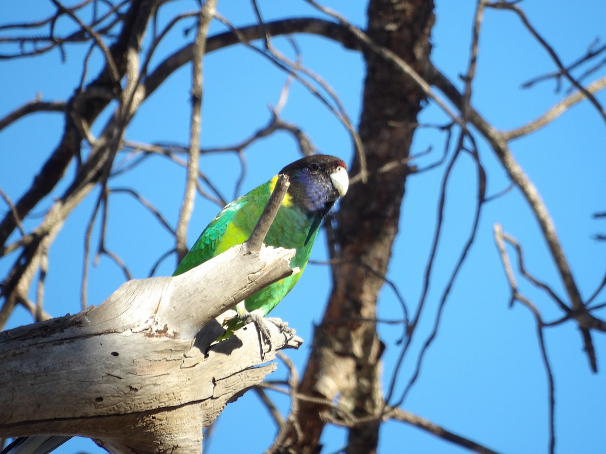 svarthodeparakitt (semitorquatus) - ML644201310