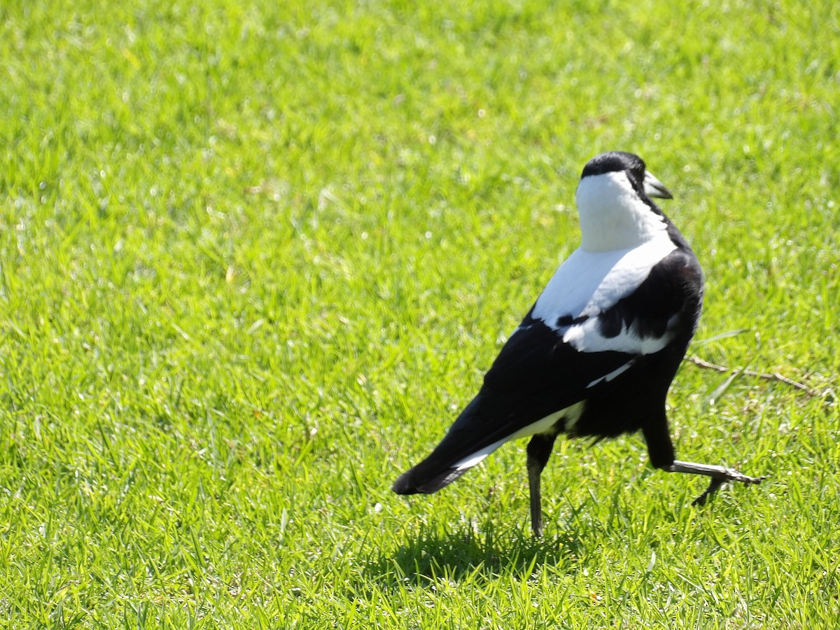 Australian Magpie - ML644201325