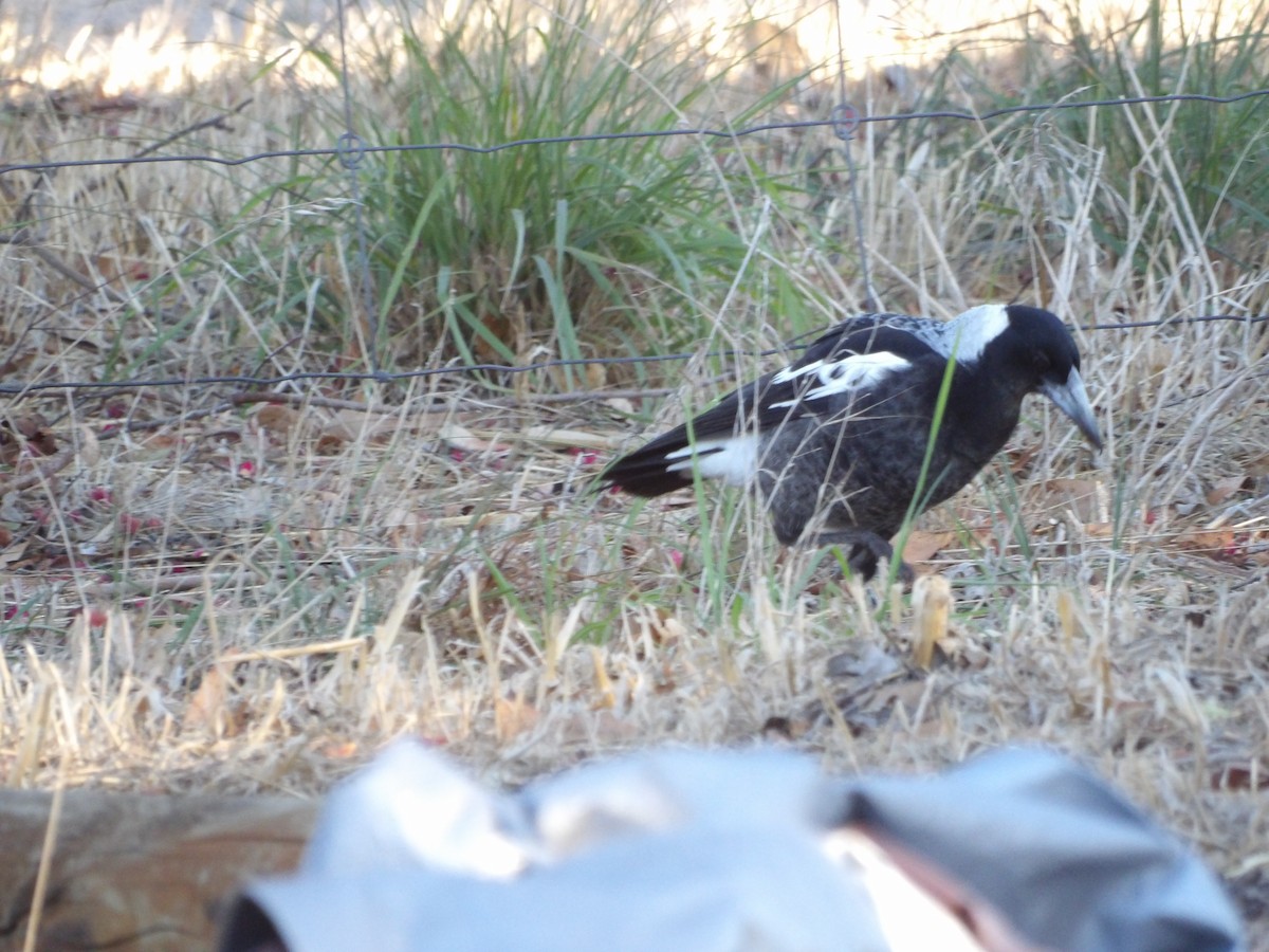 Australian Magpie - ML644201333