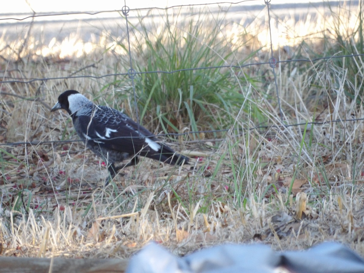 Australian Magpie - ML644201334