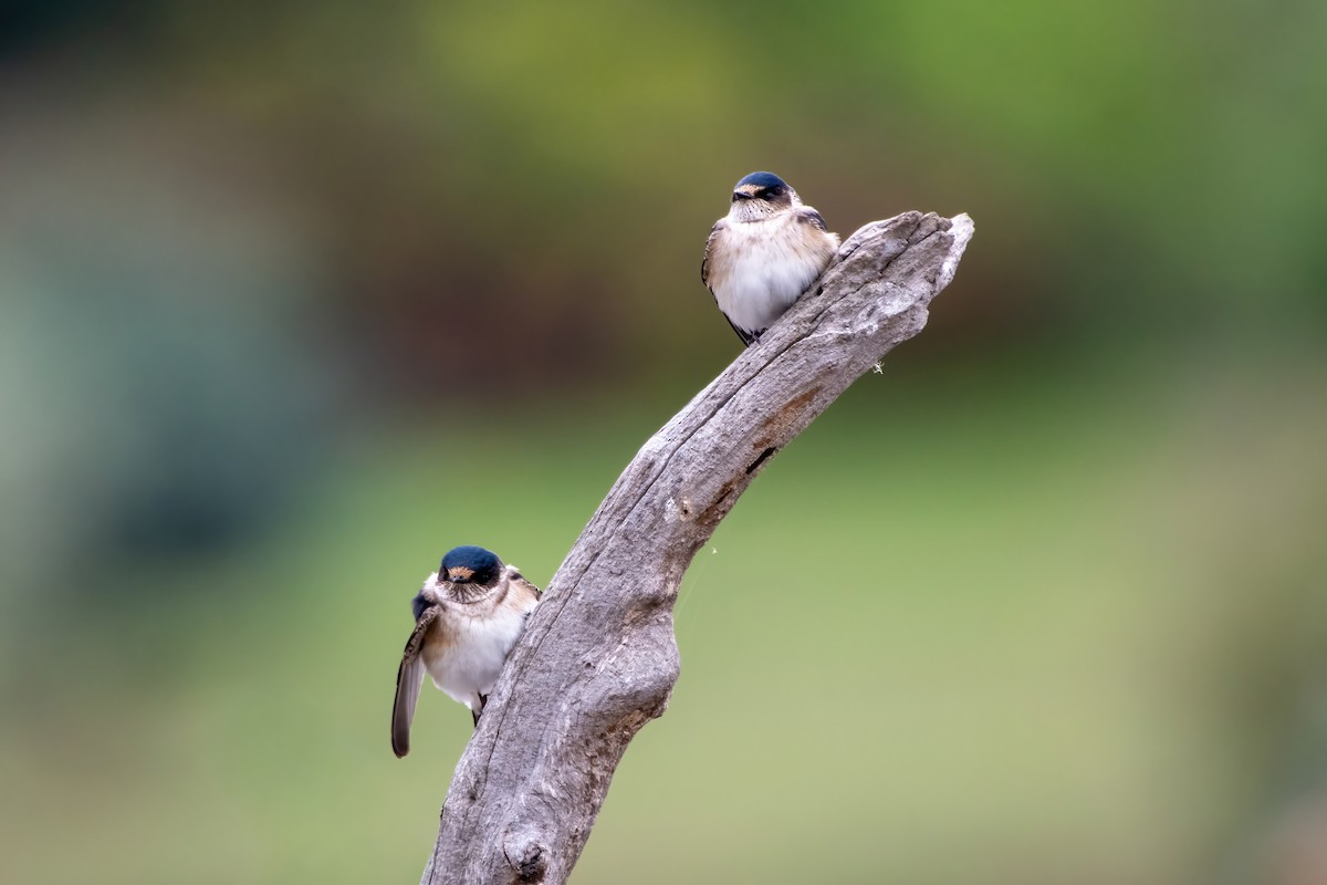 Tree Martin - ML644201363