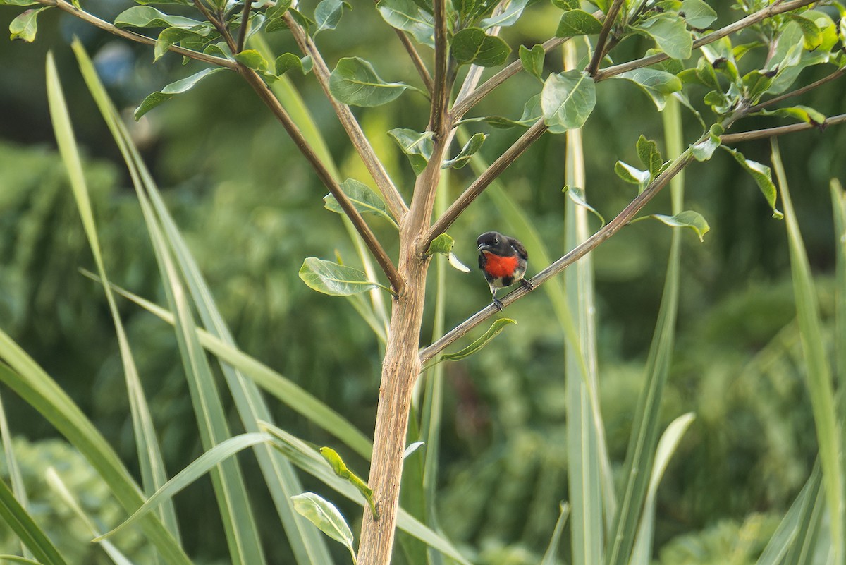 Gray-sided Flowerpecker (Gray-sided) - ML644201376