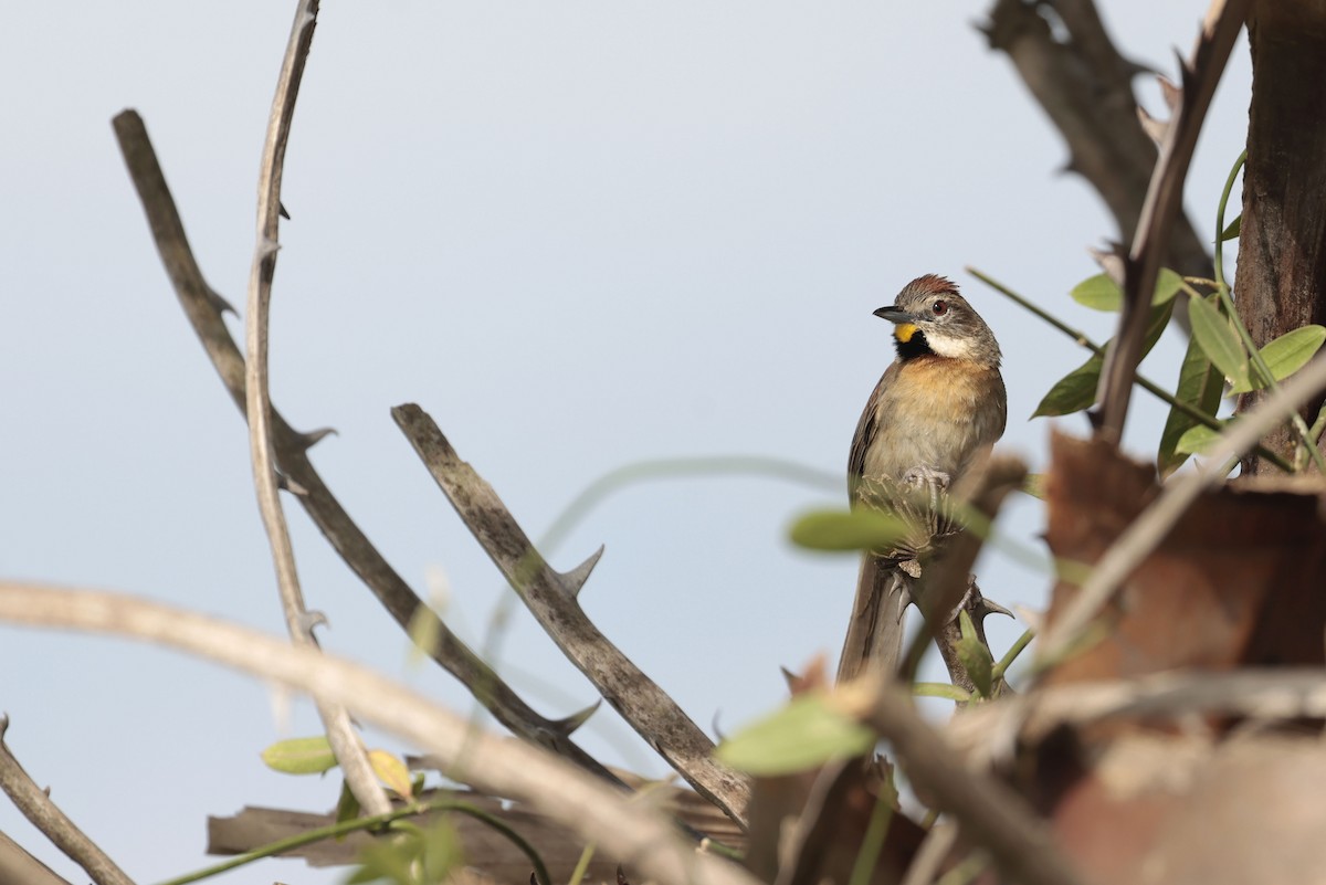 Chotoy Spinetail - ML644201382