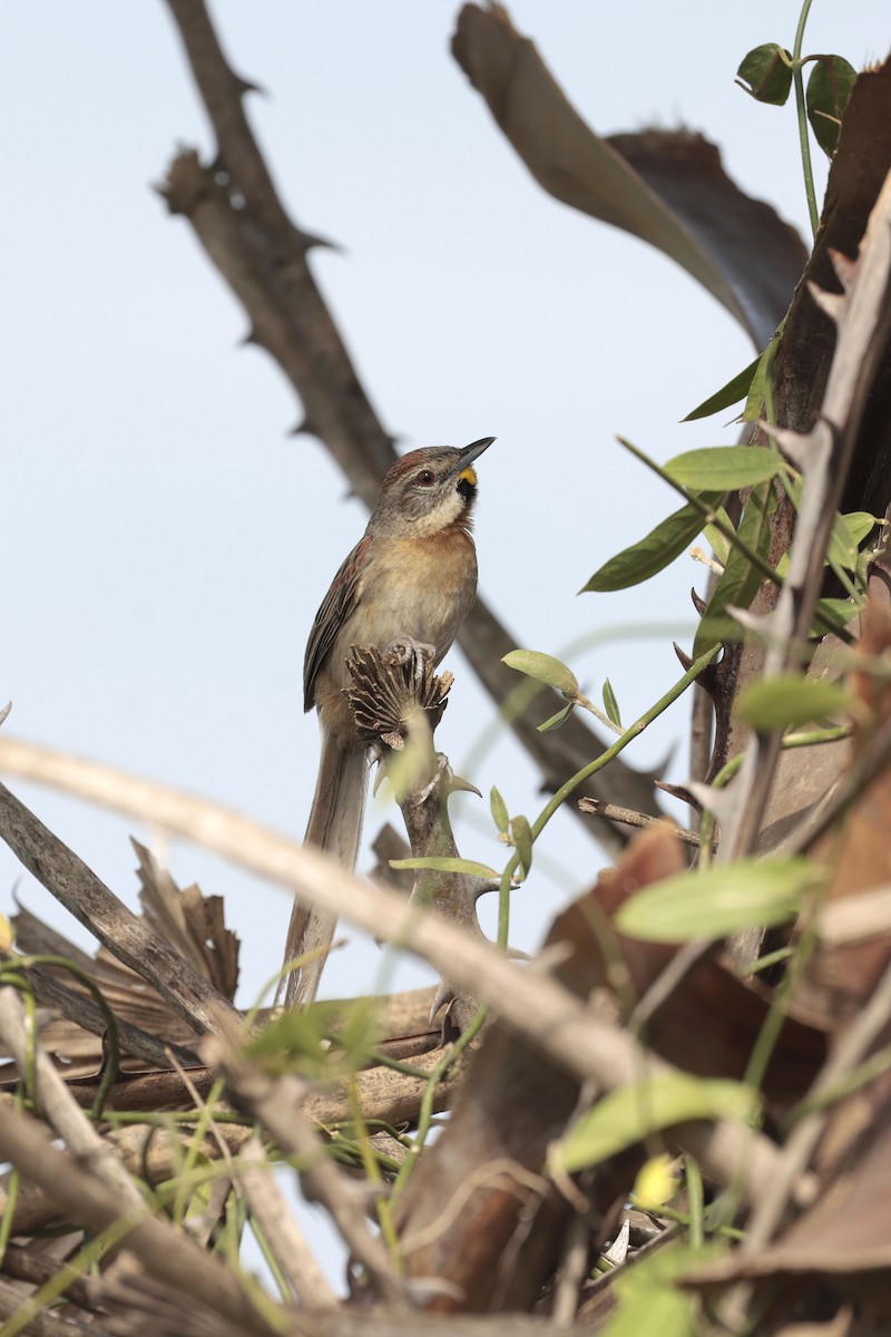 Chotoy Spinetail - ML644201383