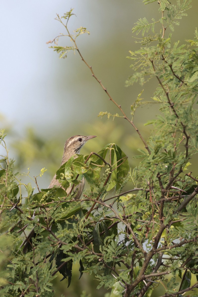 Firewood-gatherer - ML644201384