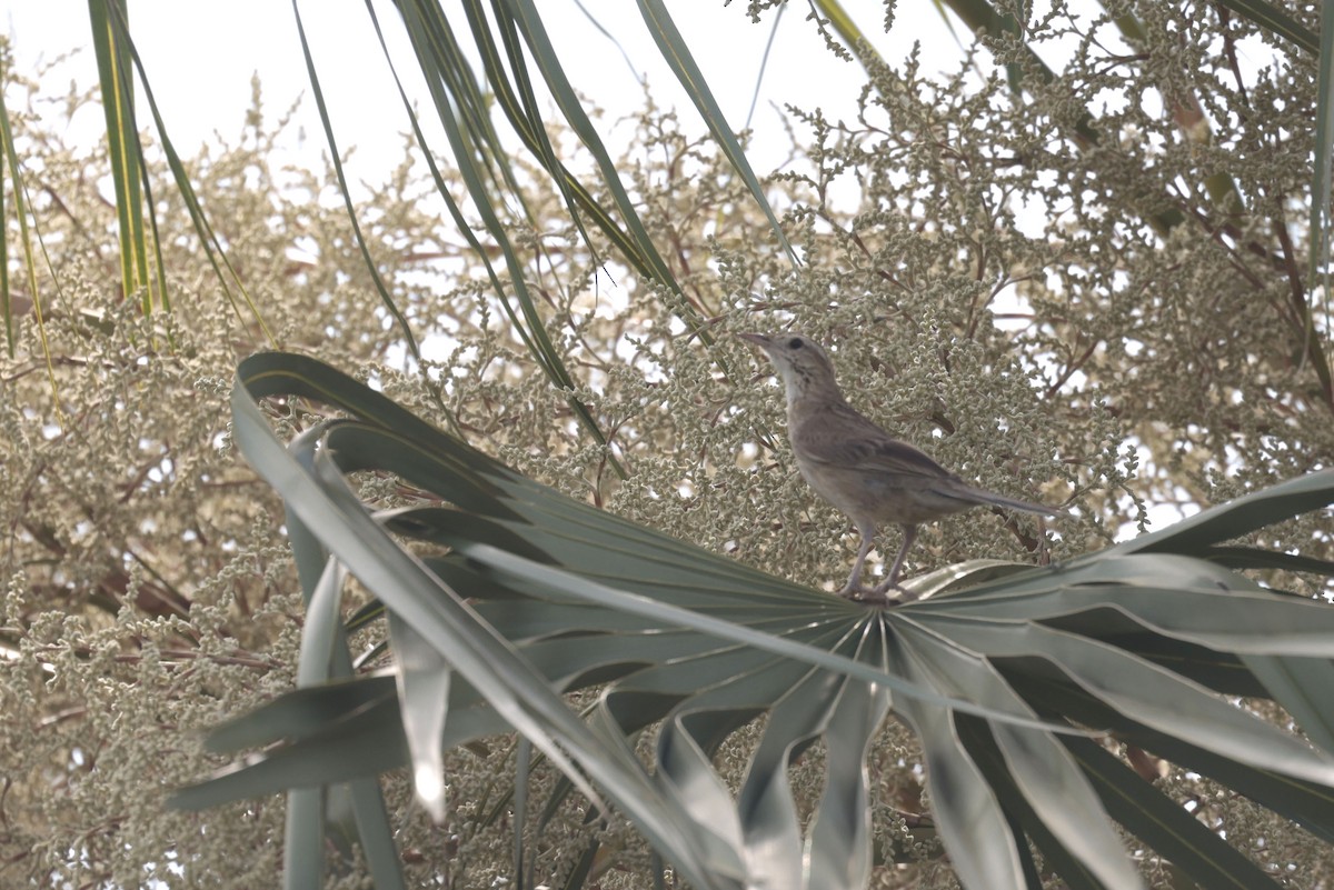 Firewood-gatherer - ML644201385