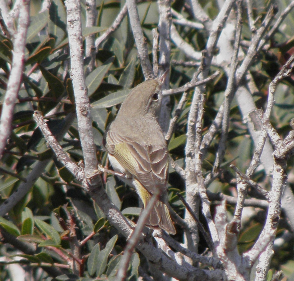 Eastern Bonelli's Warbler - ML644201388