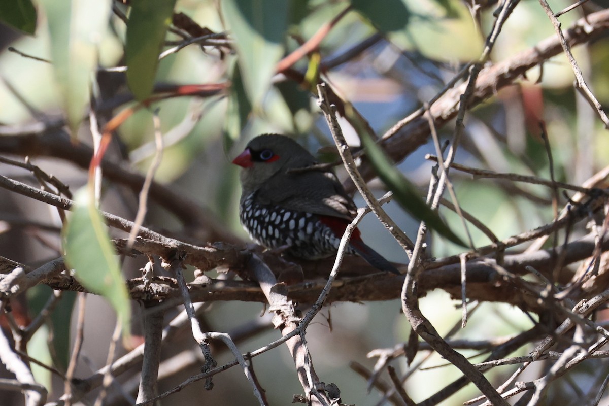 Red-eared Firetail - ML644201391