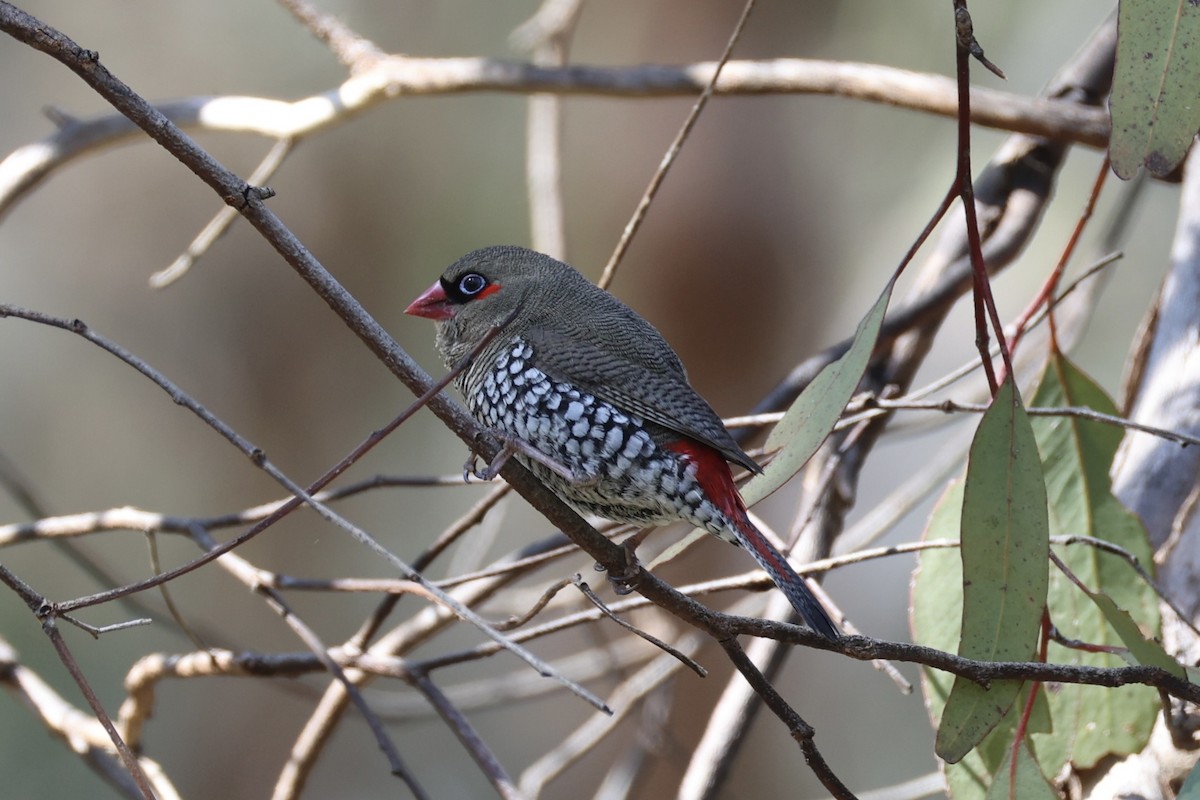 Red-eared Firetail - ML644201392
