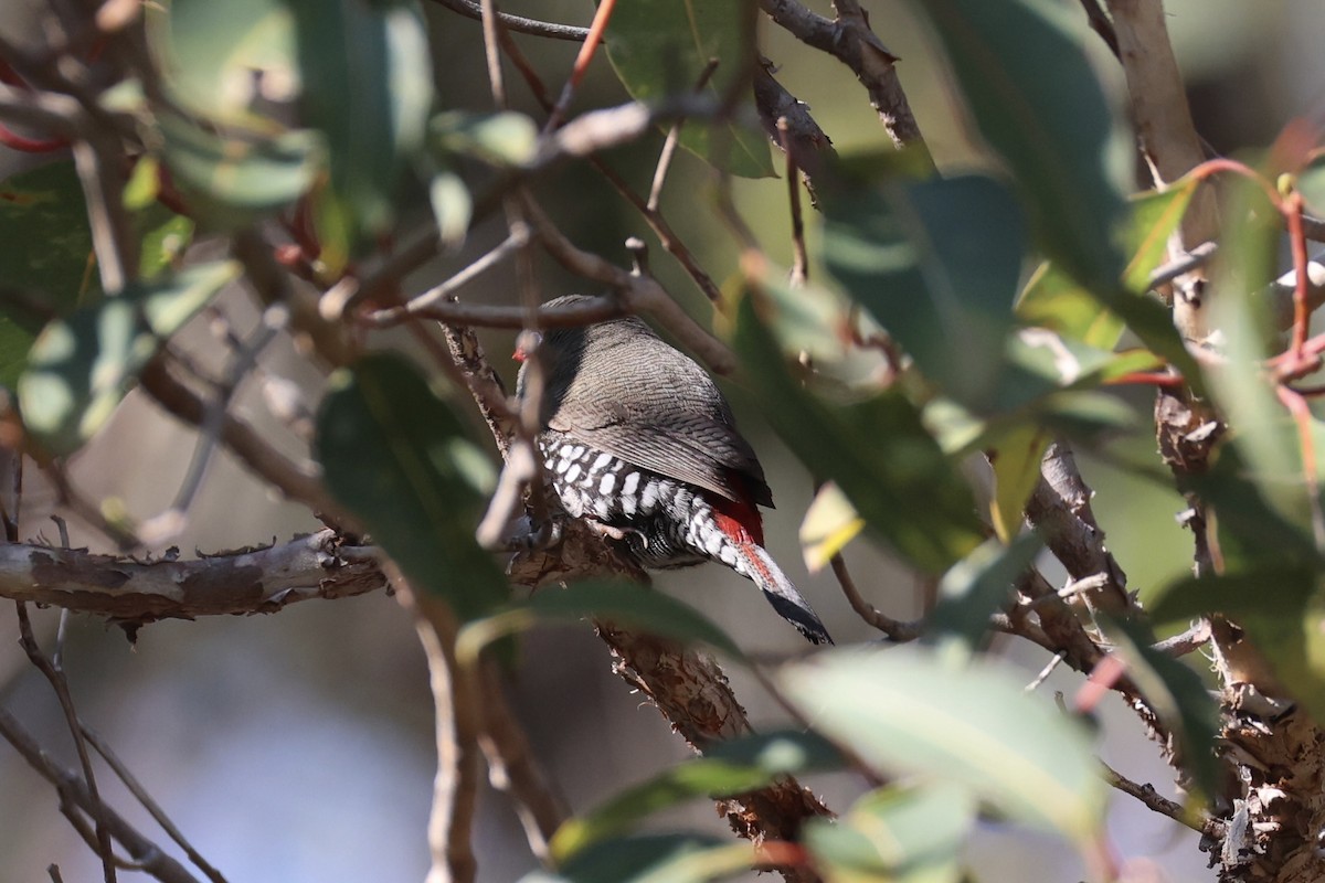 Red-eared Firetail - ML644201393