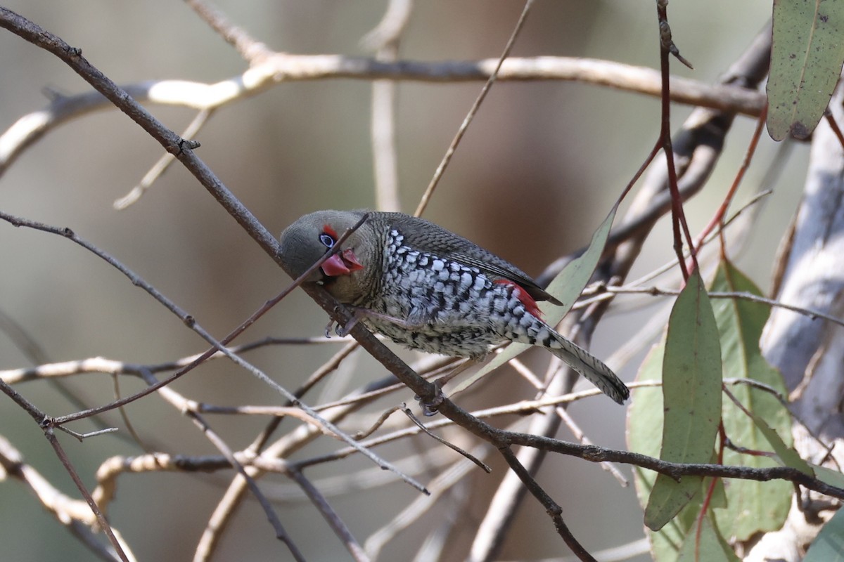 Red-eared Firetail - ML644201394