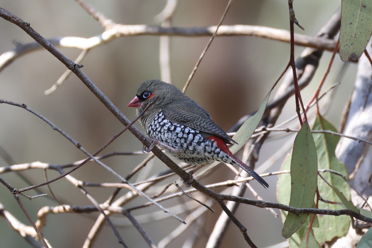 Red-eared Firetail - ML644201395