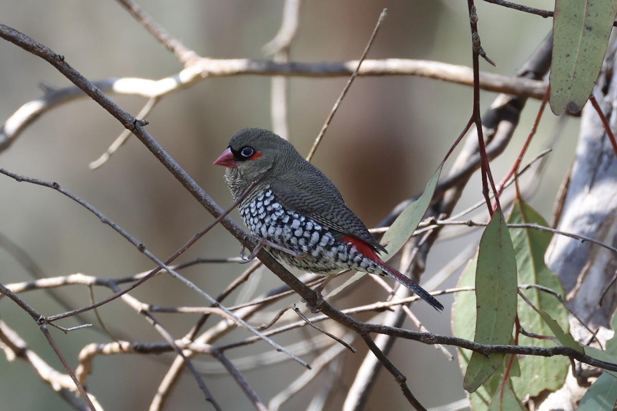 Red-eared Firetail - ML644201396