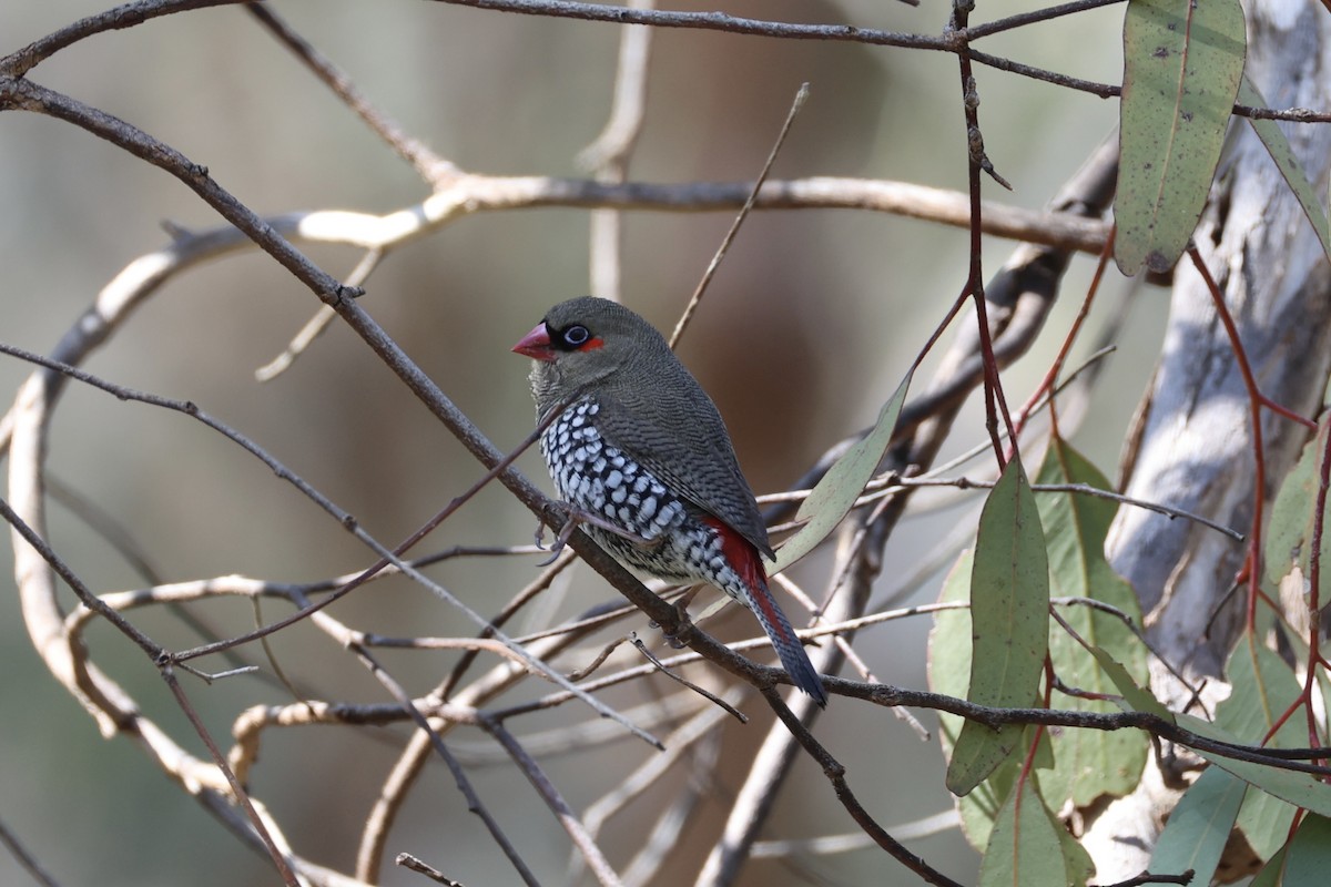 Red-eared Firetail - ML644201397