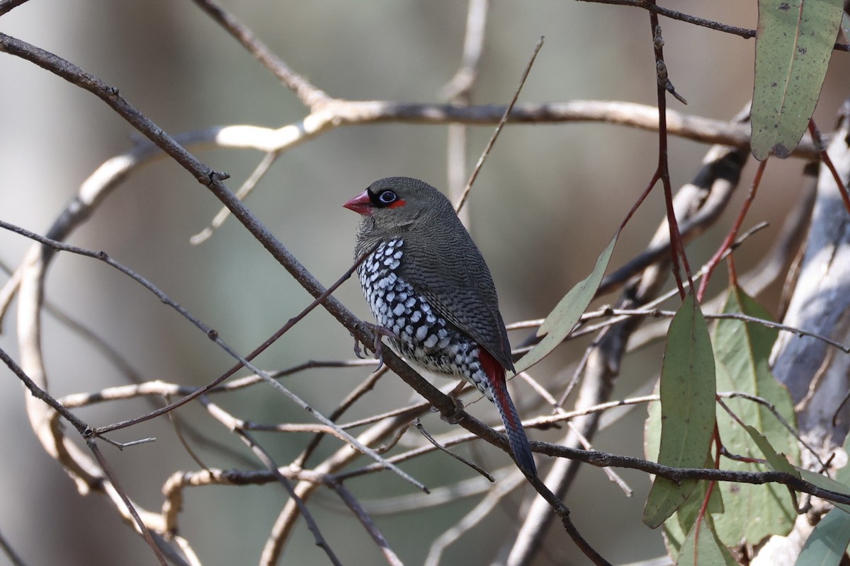 Red-eared Firetail - ML644201398