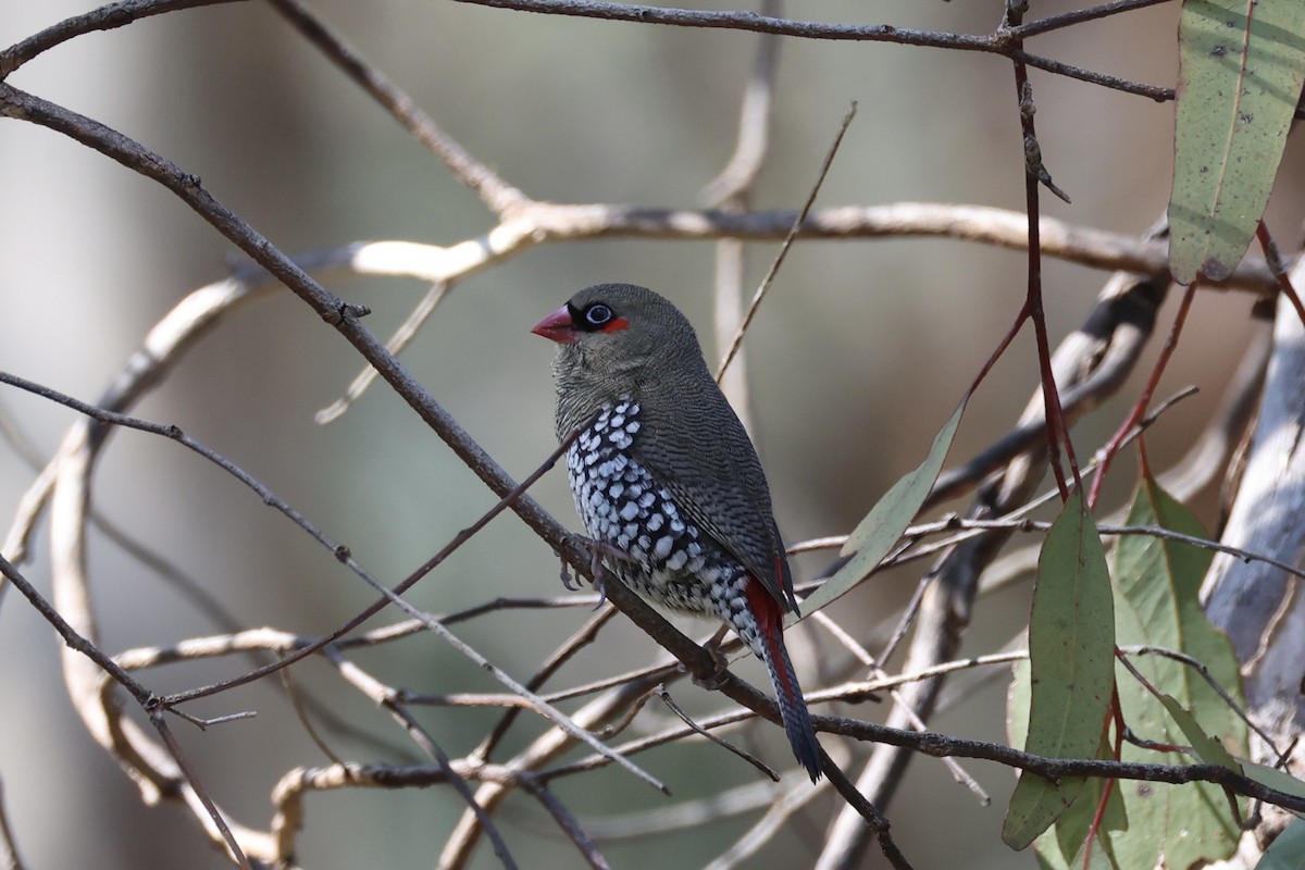 Red-eared Firetail - ML644201399