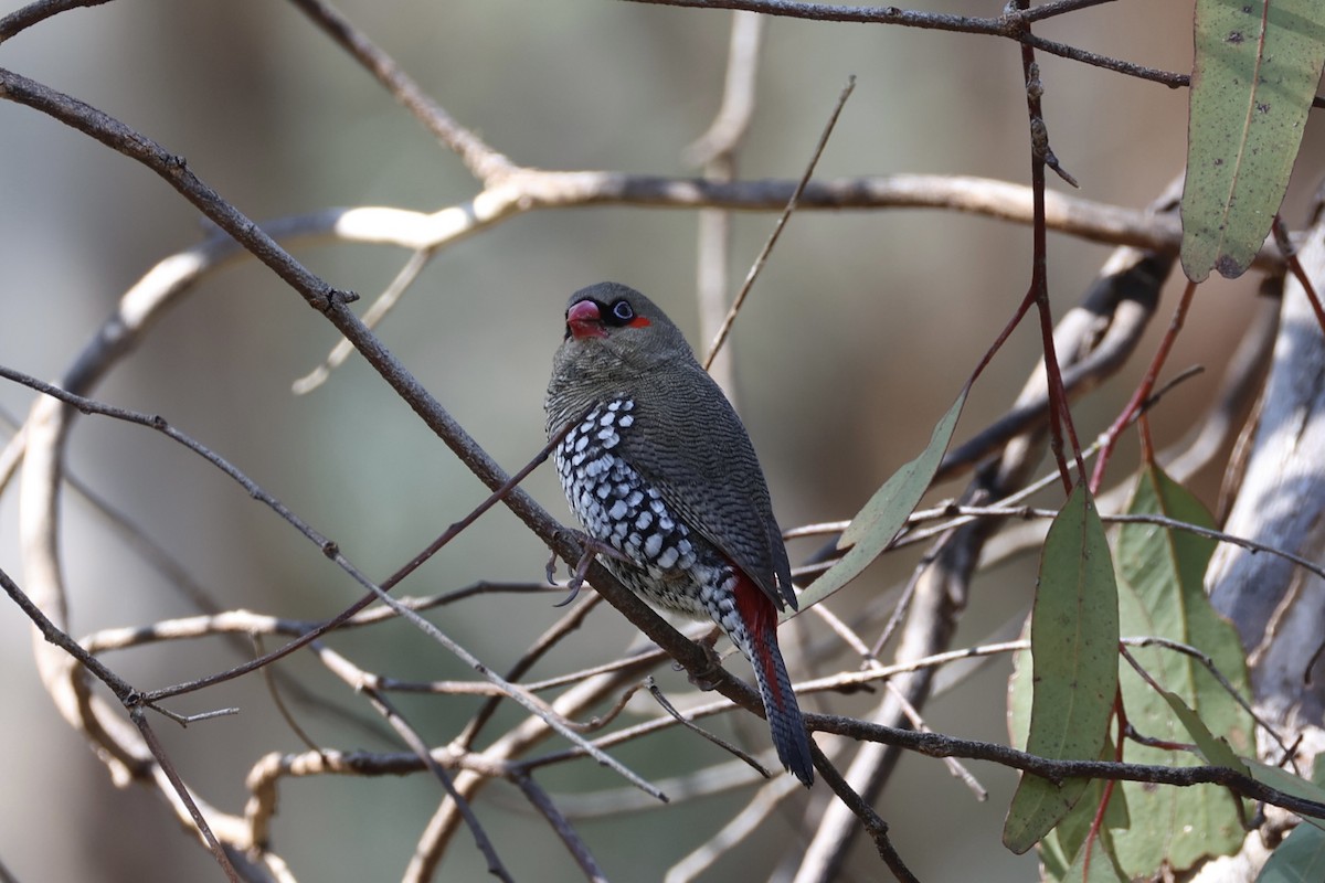 Red-eared Firetail - ML644201400