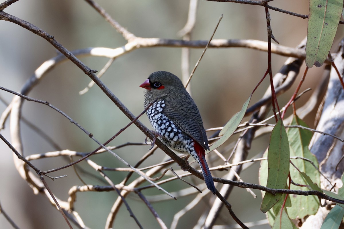 Red-eared Firetail - ML644201401