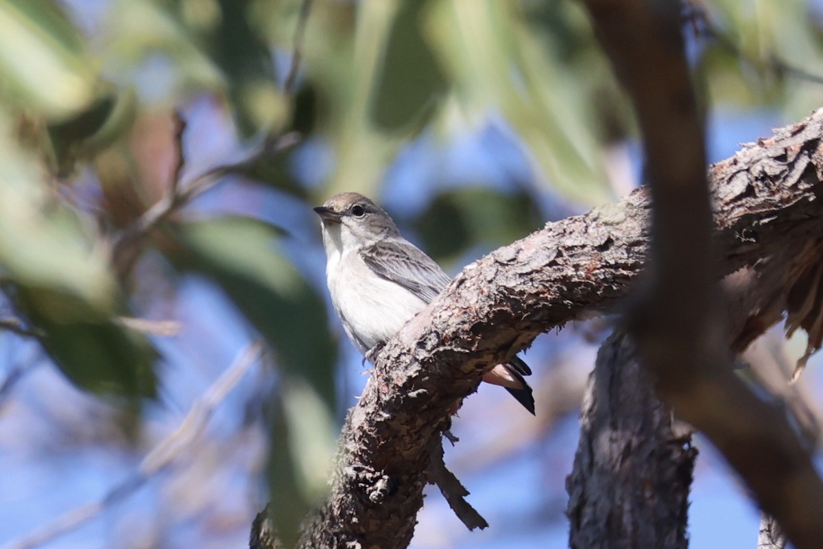 Mistletoebird - ML644201406