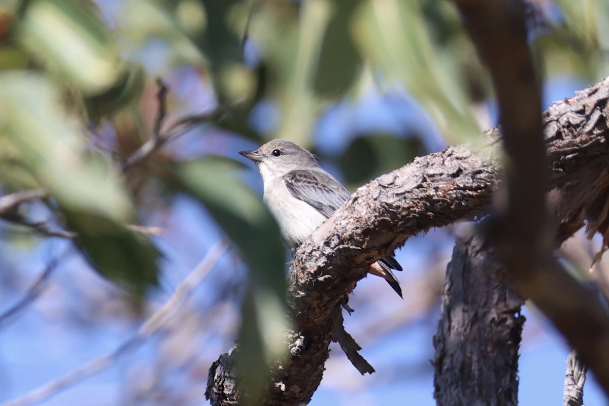 Mistletoebird - ML644201407