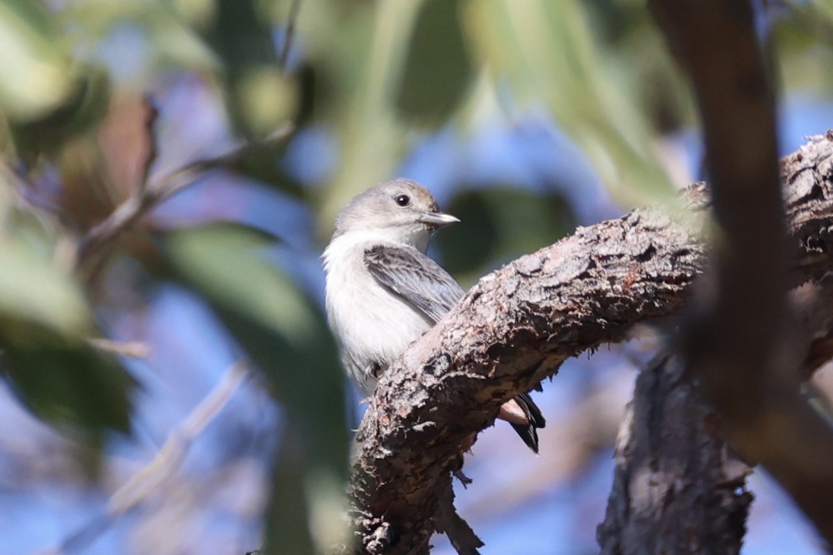 Mistletoebird - ML644201408