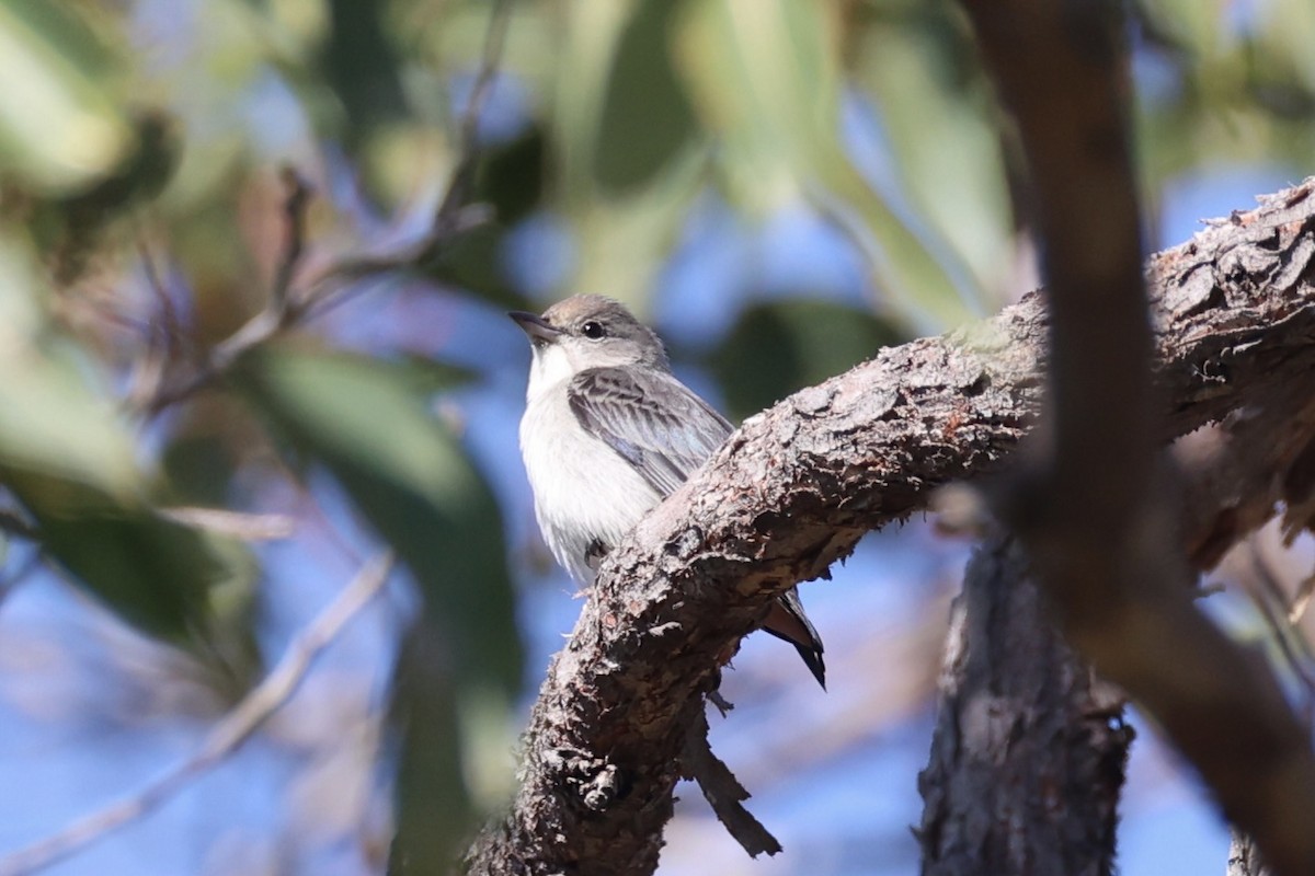 Mistletoebird - ML644201409