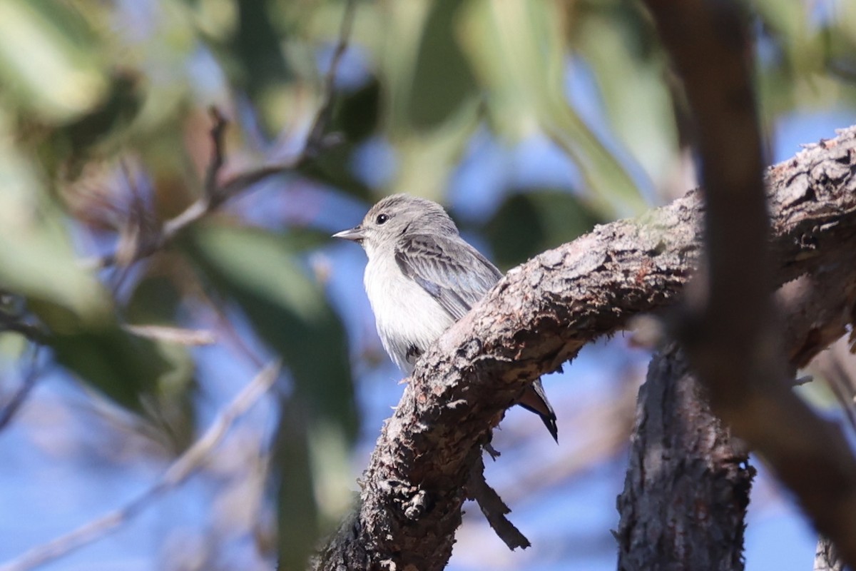 Mistletoebird - ML644201410