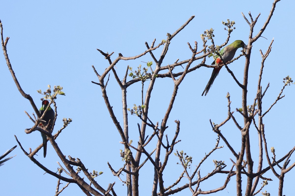 Red-capped Parrot - ML644201425