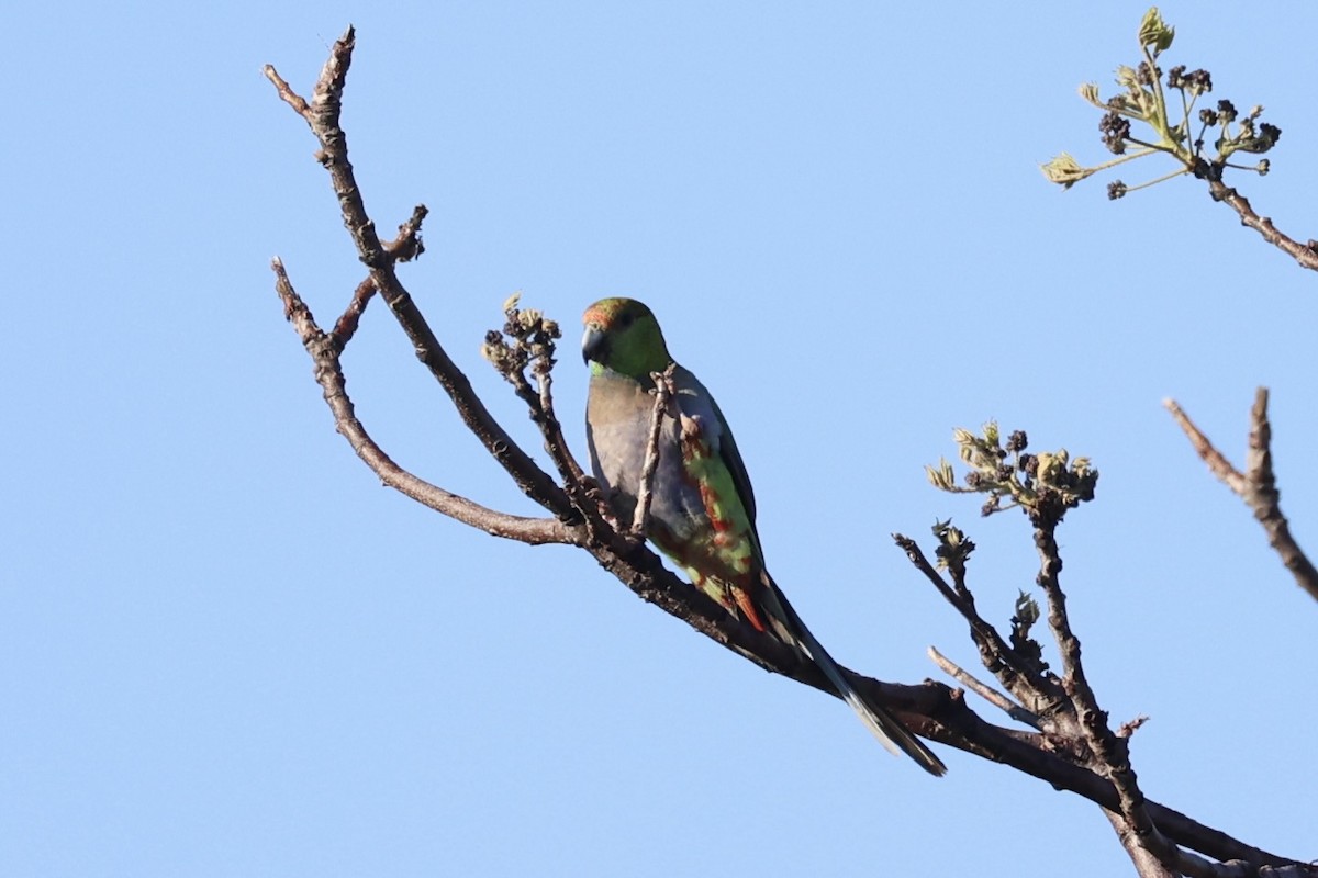 Red-capped Parrot - ML644201426