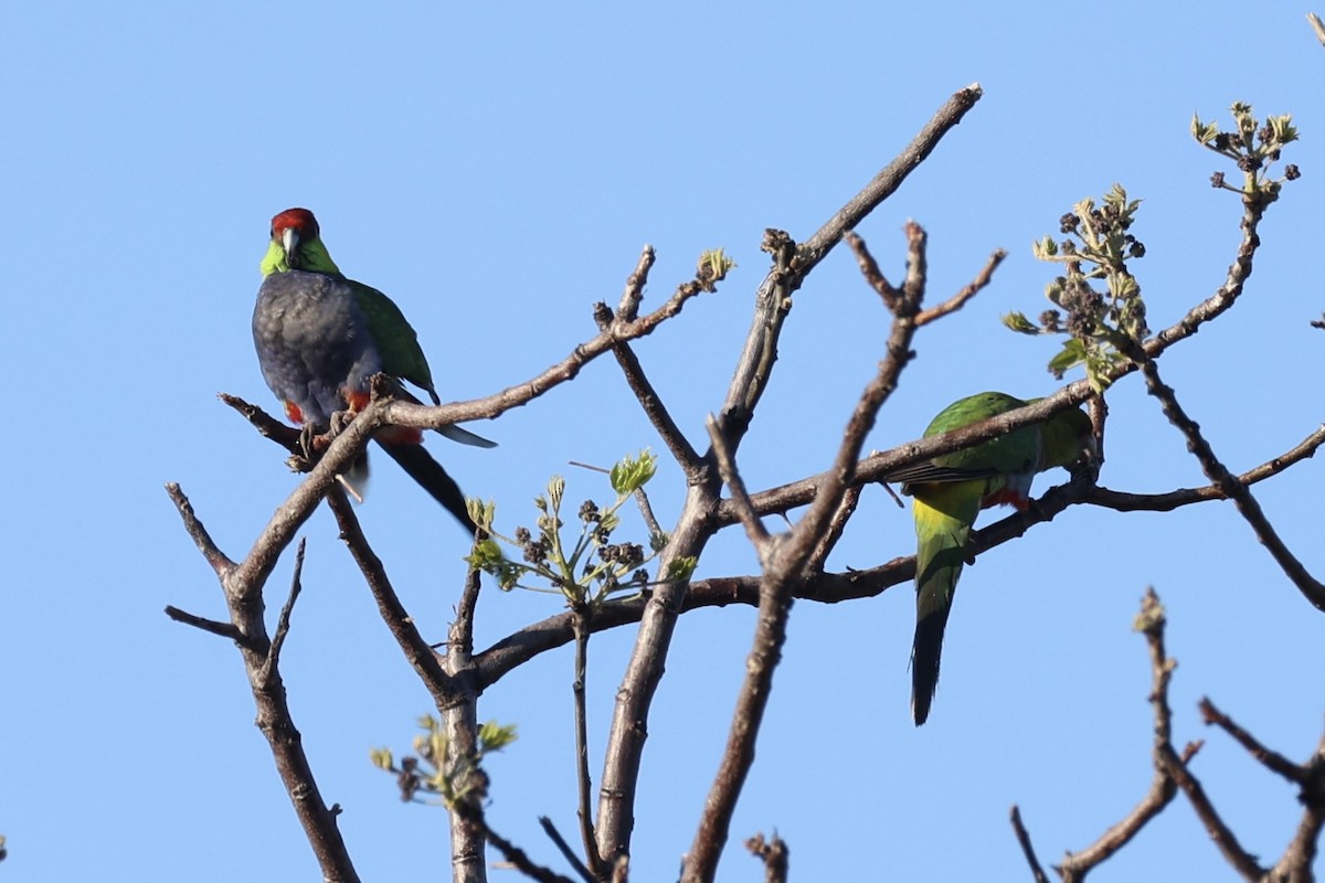 Red-capped Parrot - ML644201427