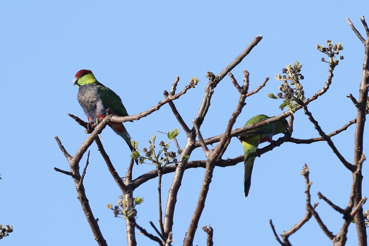 Red-capped Parrot - ML644201428