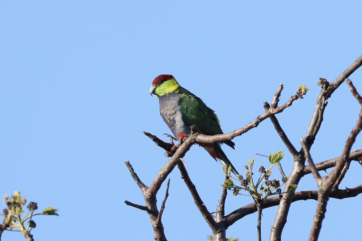Red-capped Parrot - ML644201429