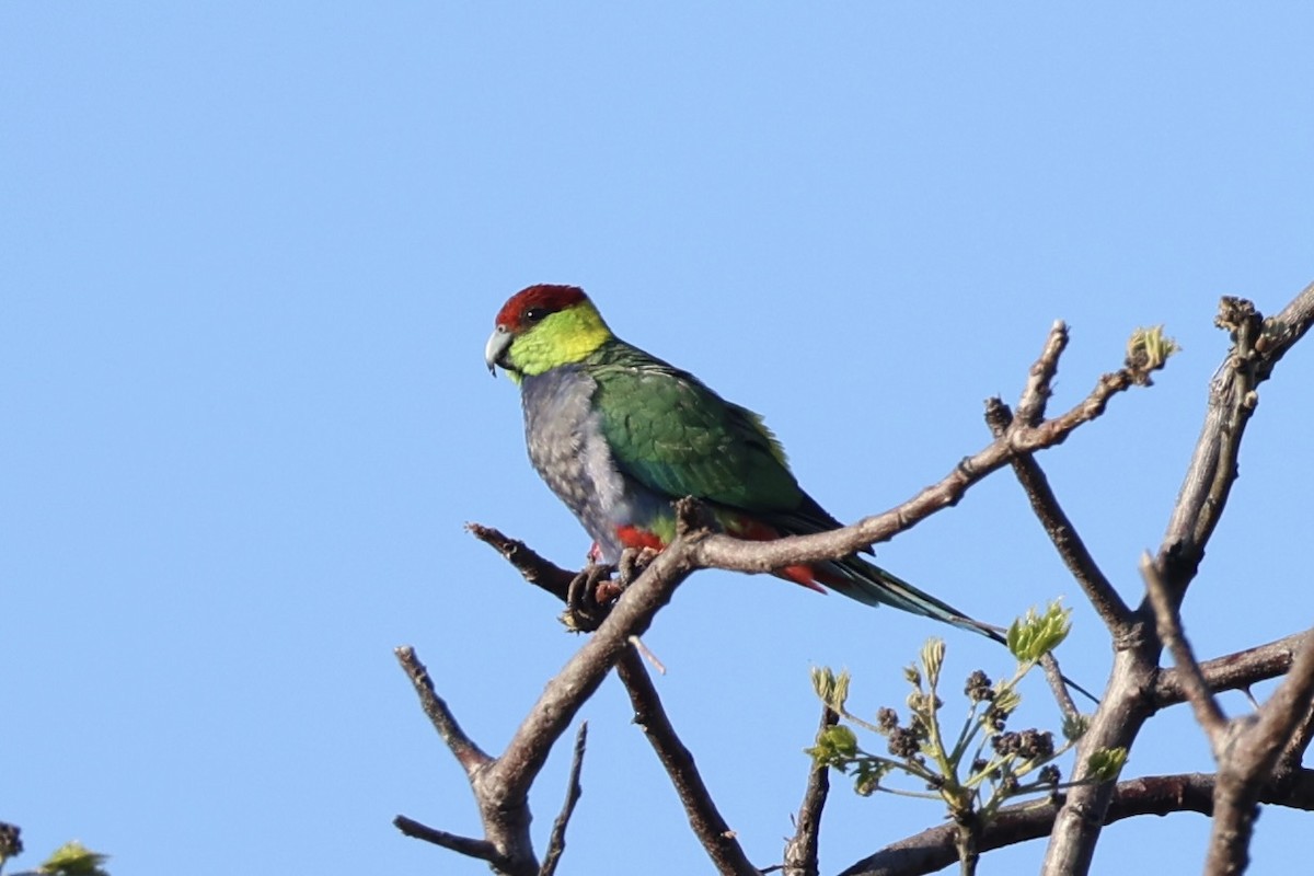 Red-capped Parrot - ML644201430