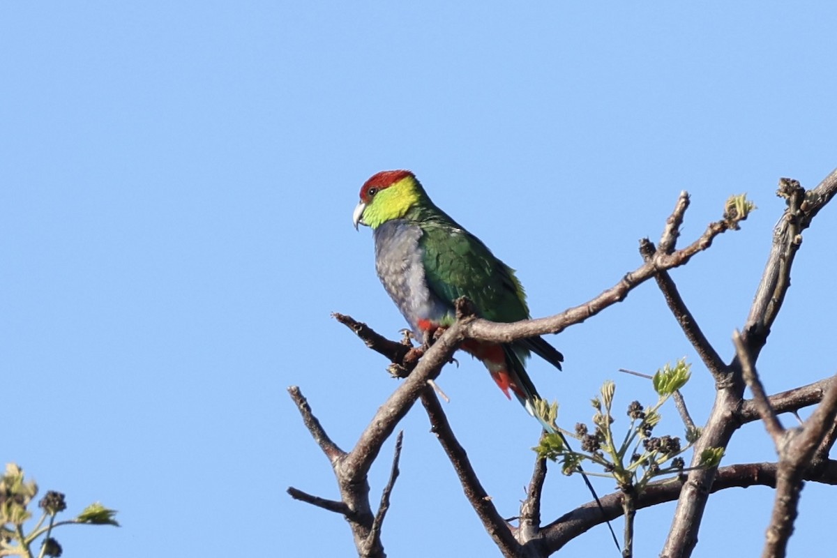Red-capped Parrot - ML644201431