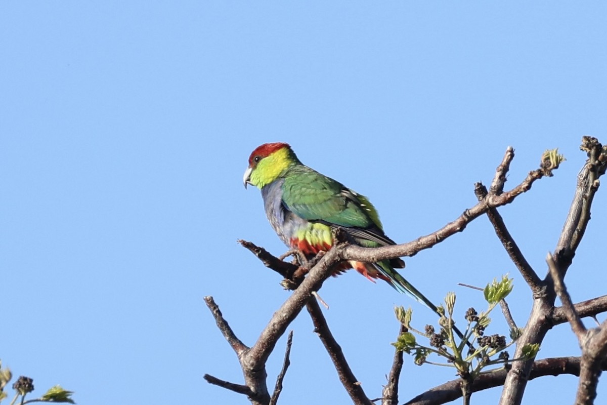 Red-capped Parrot - ML644201432