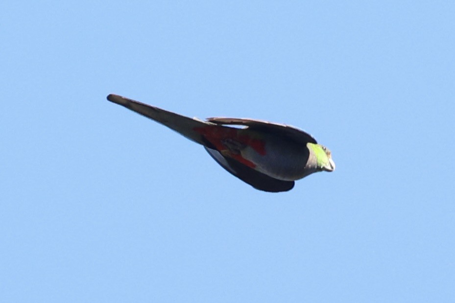 Red-capped Parrot - ML644201433