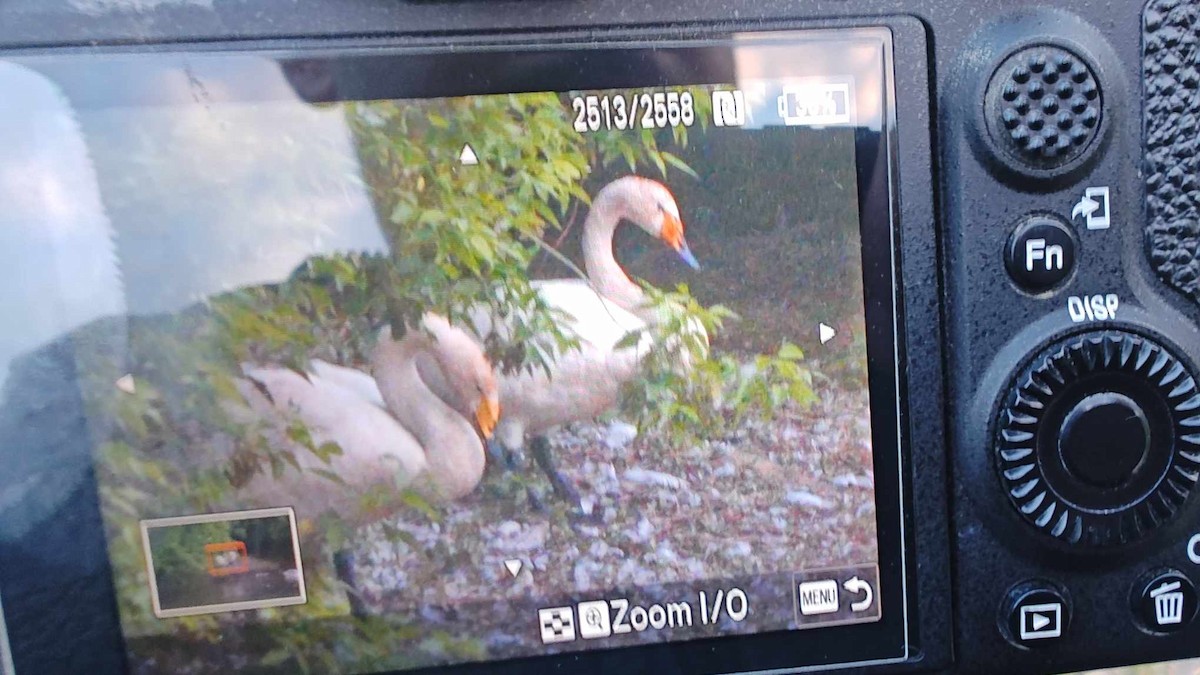 Whooper Swan - ML644201435