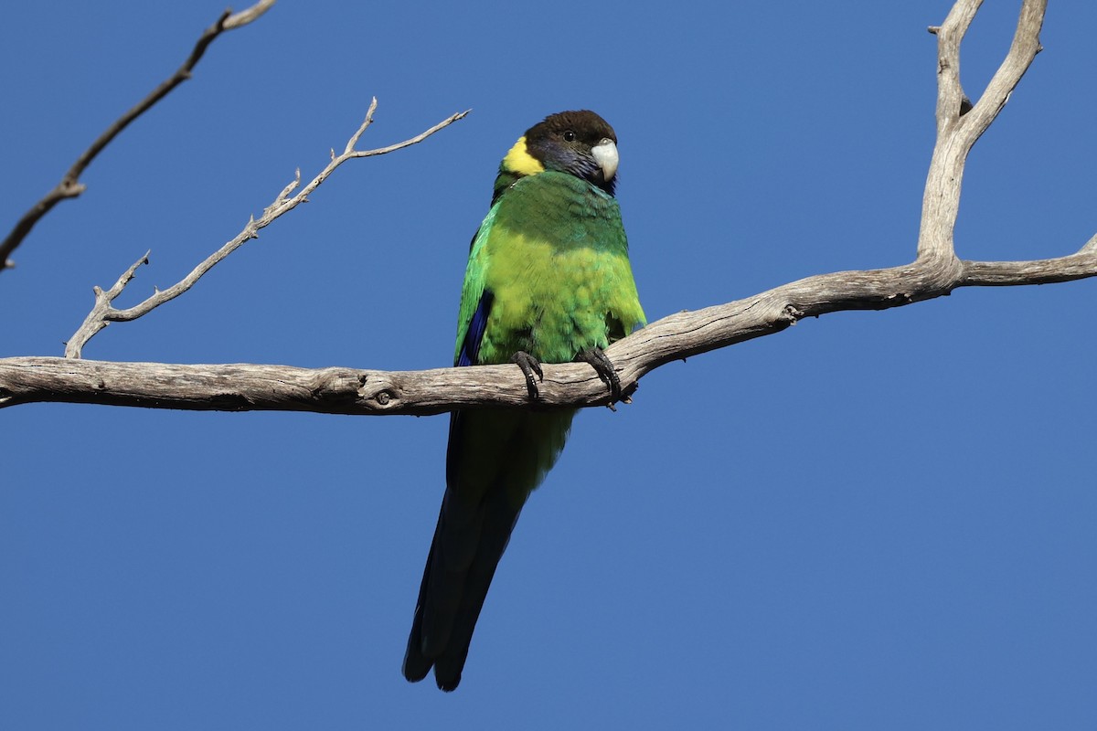 svarthodeparakitt - ML644201439