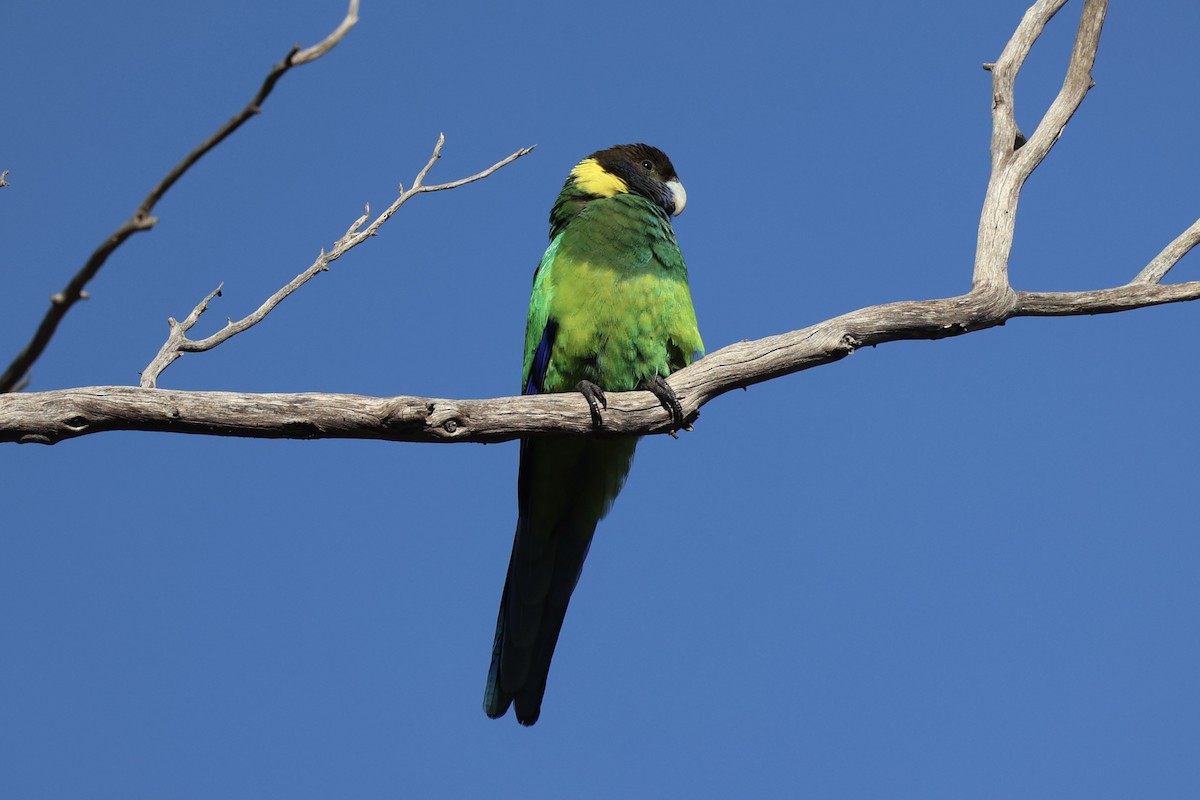 svarthodeparakitt - ML644201440