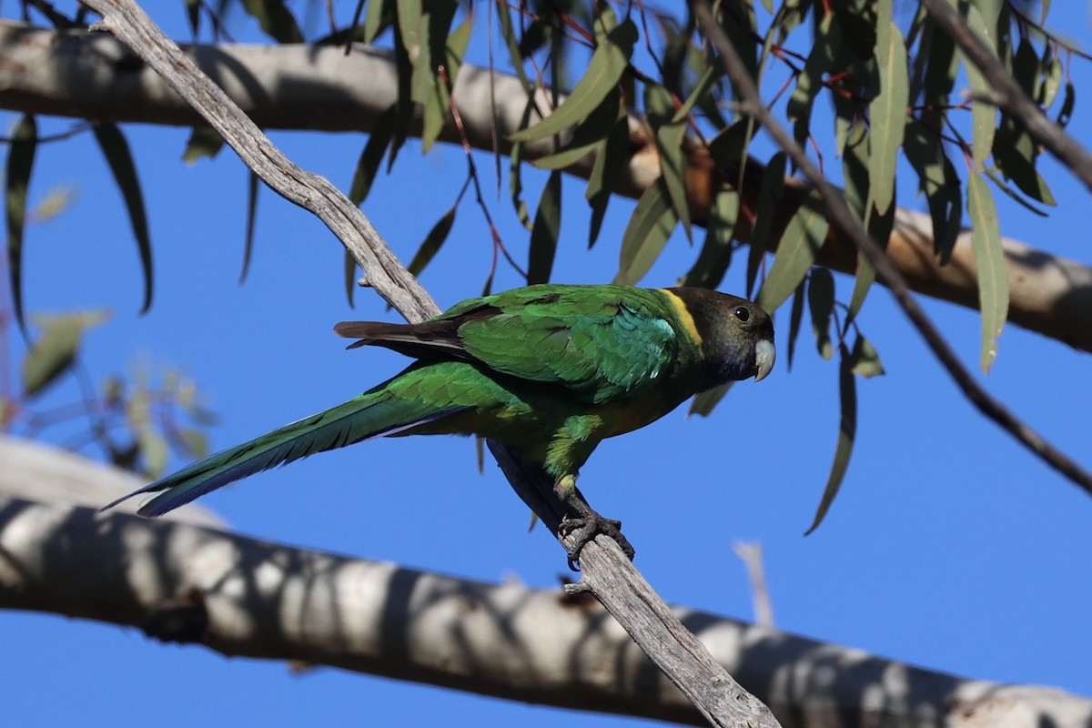 svarthodeparakitt - ML644201441