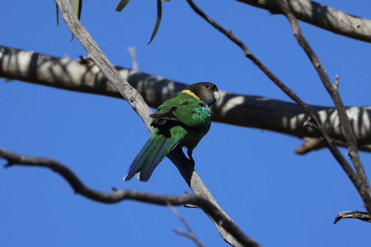 svarthodeparakitt - ML644201442