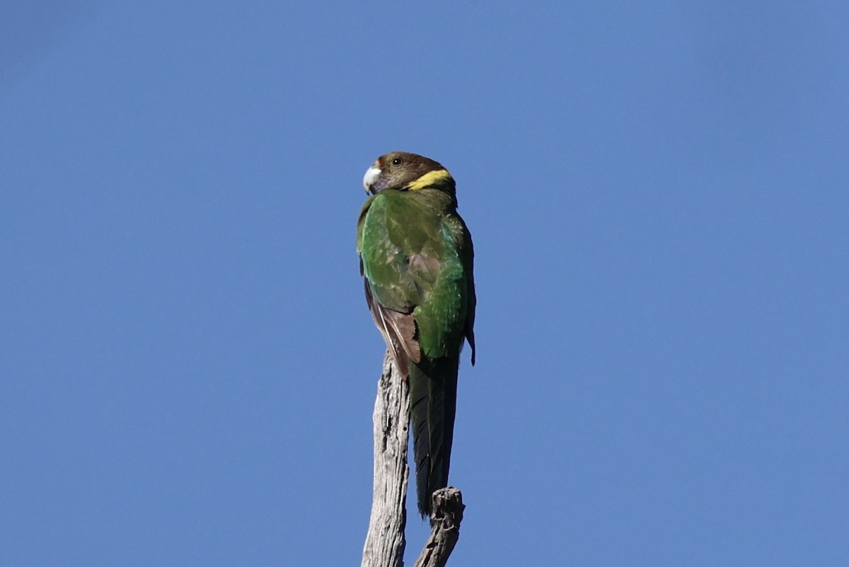 svarthodeparakitt - ML644201443