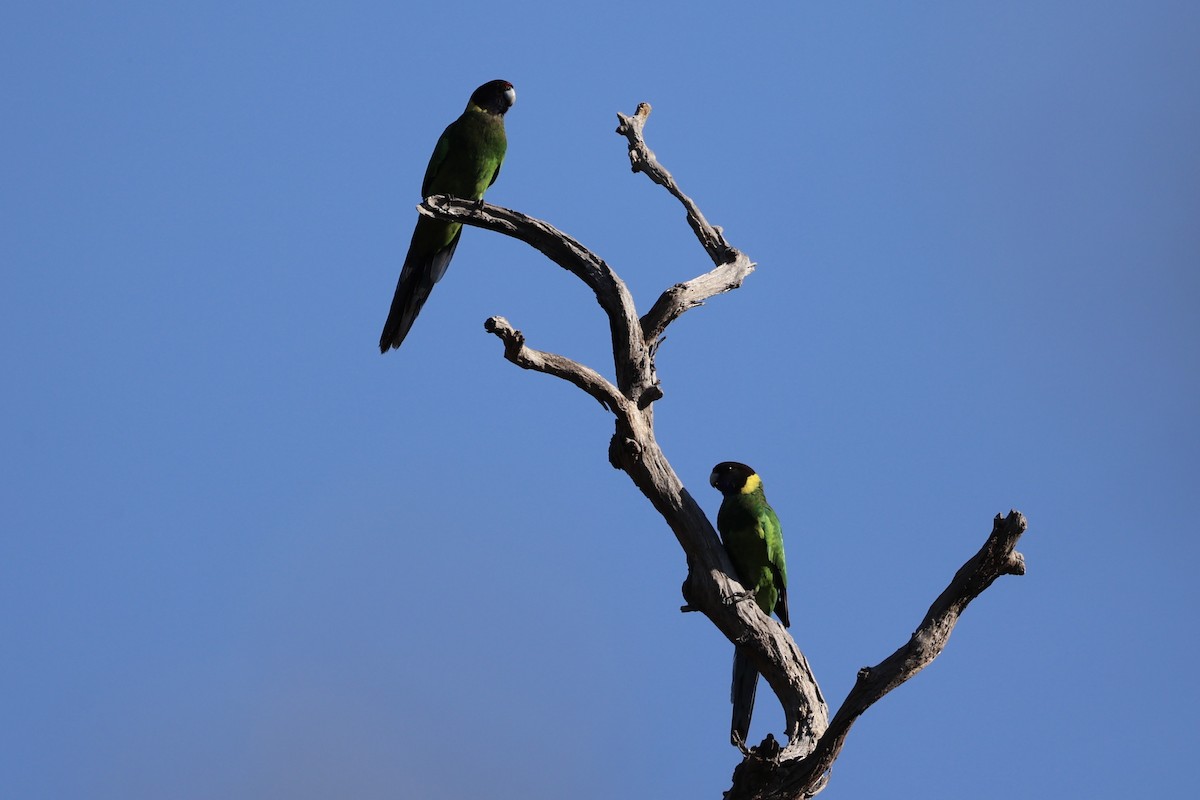 svarthodeparakitt - ML644201444