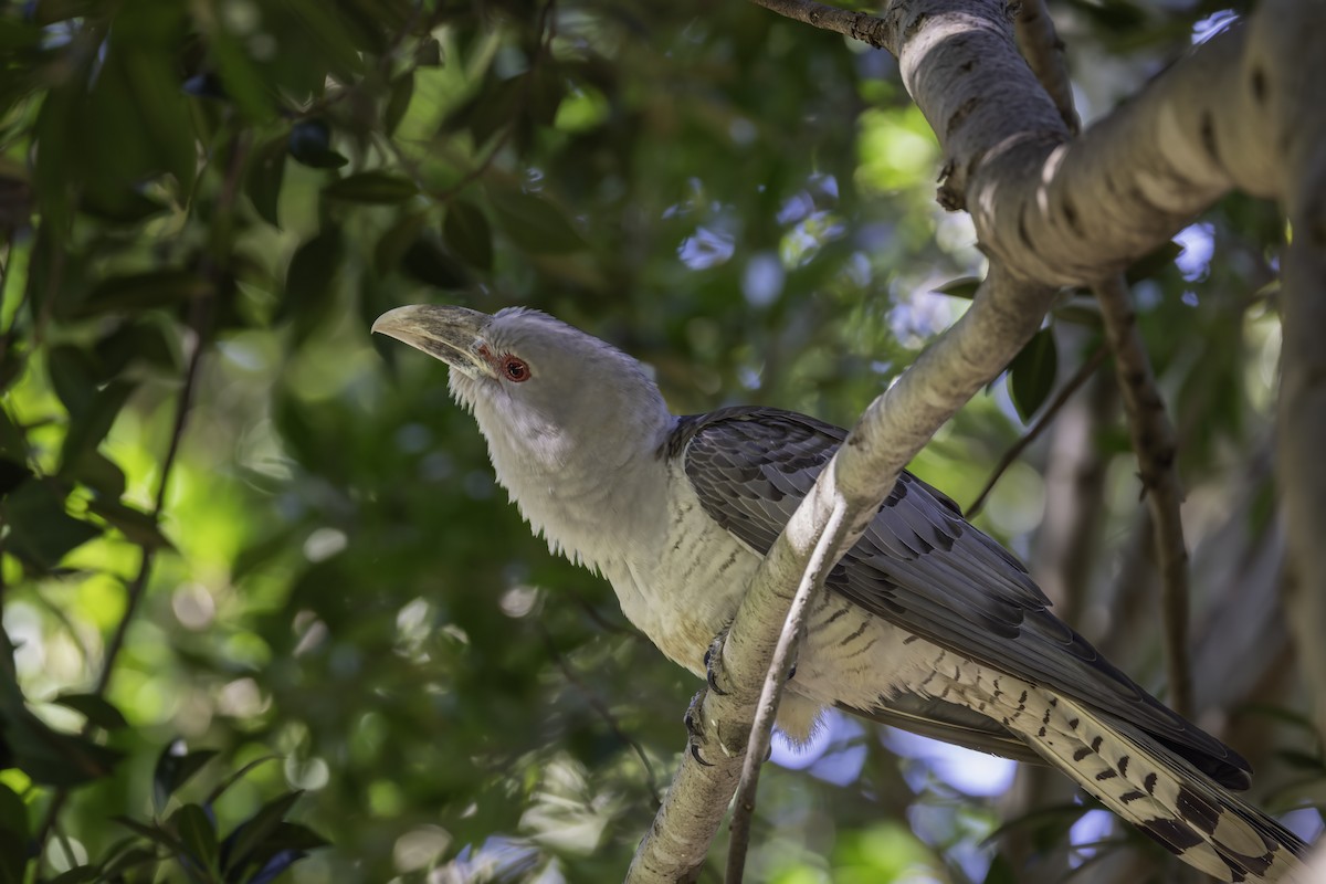 Coucou présageur - ML644201472