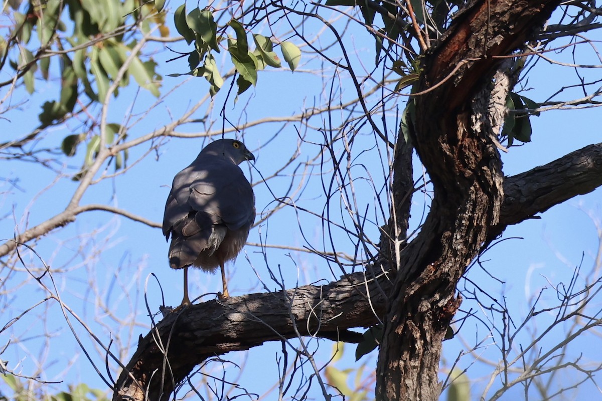 Яструб бурий - ML644201474