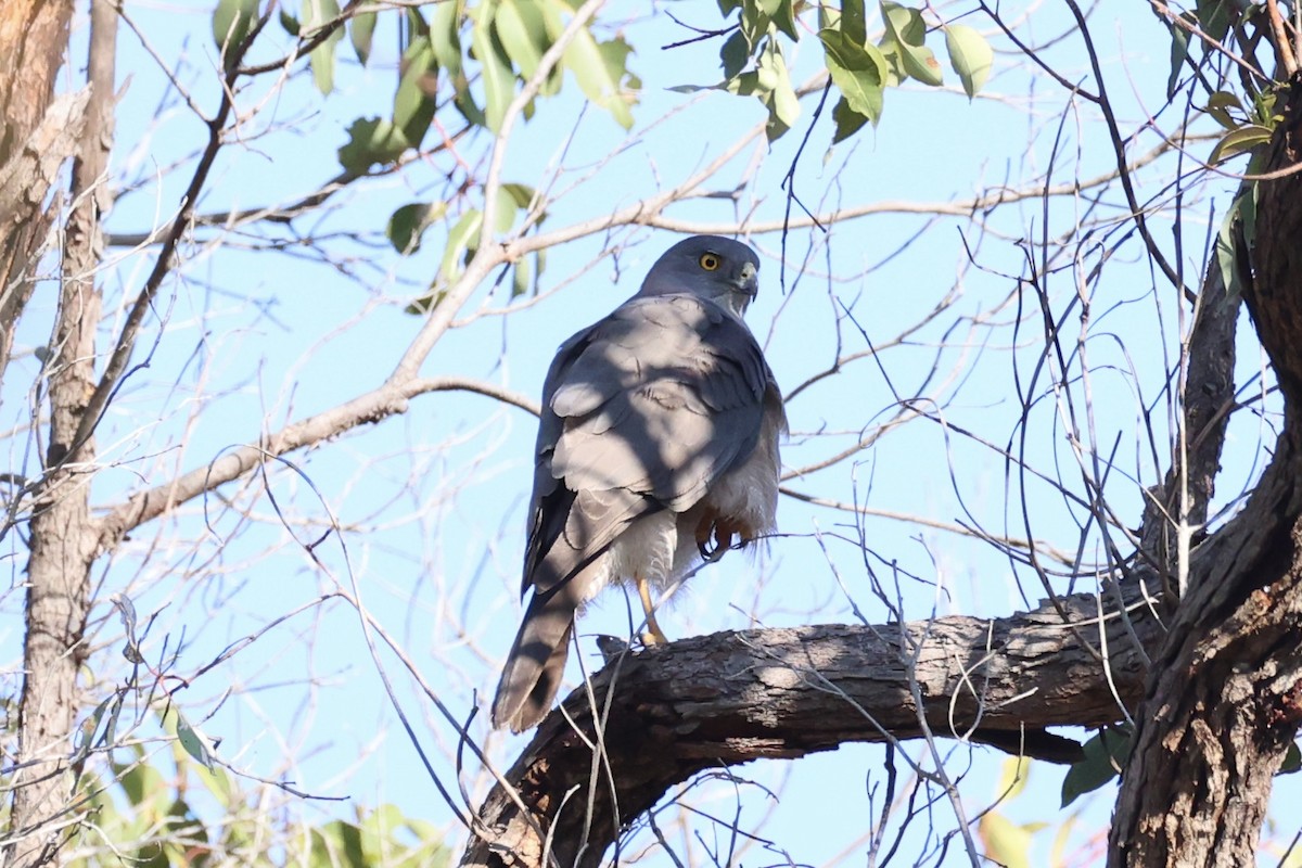 Яструб бурий - ML644201476