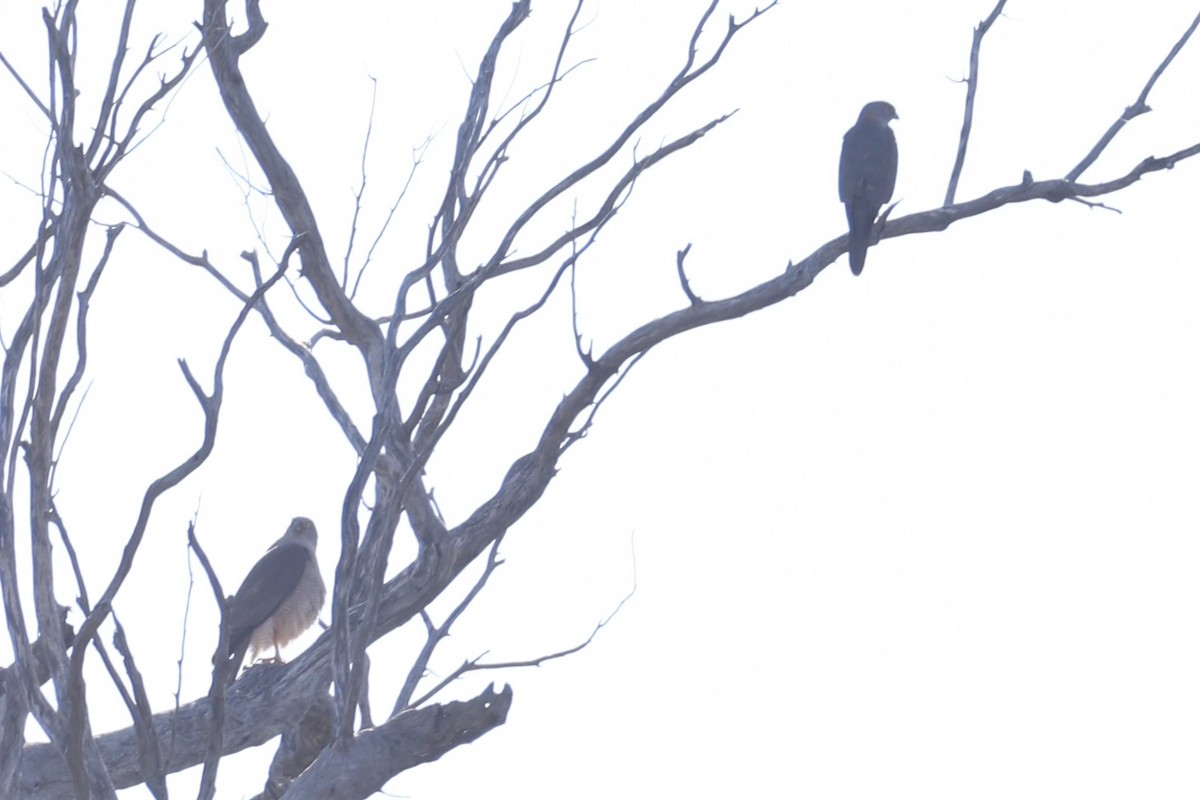 Яструб бурий - ML644201477